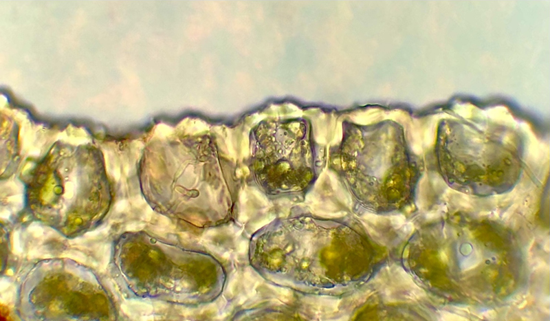 Mylia taylorii